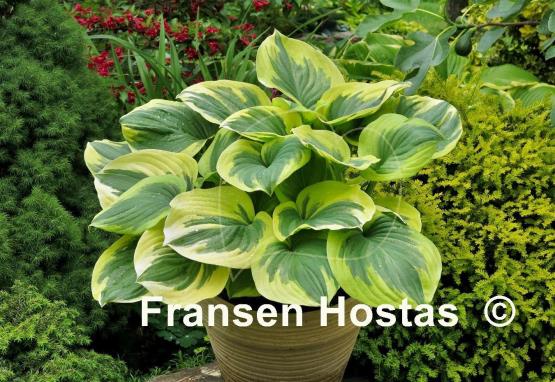 Hosta Fragrant Queen